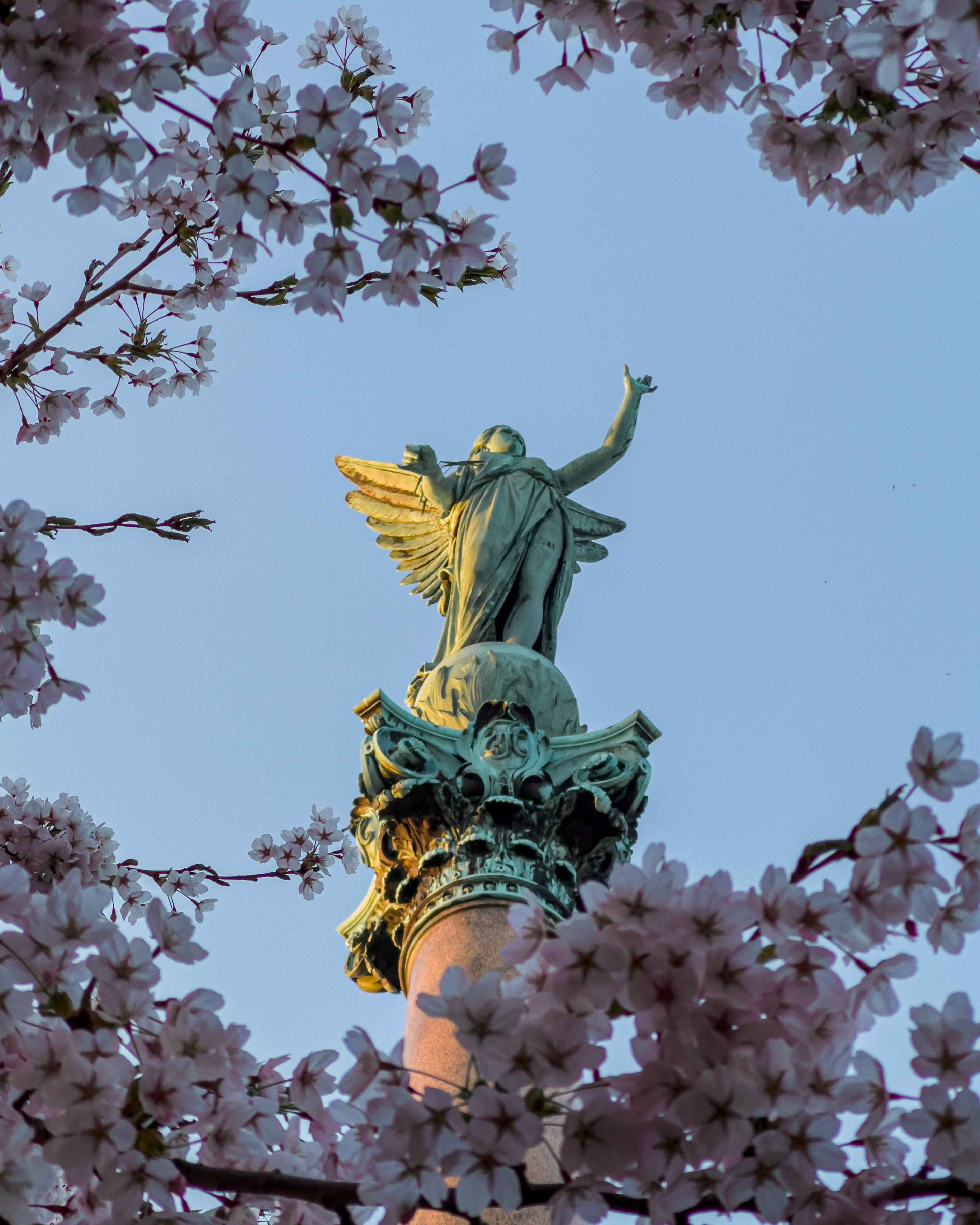 Angel statue atop a column framed by blooming cherry blossoms against a blue
sky