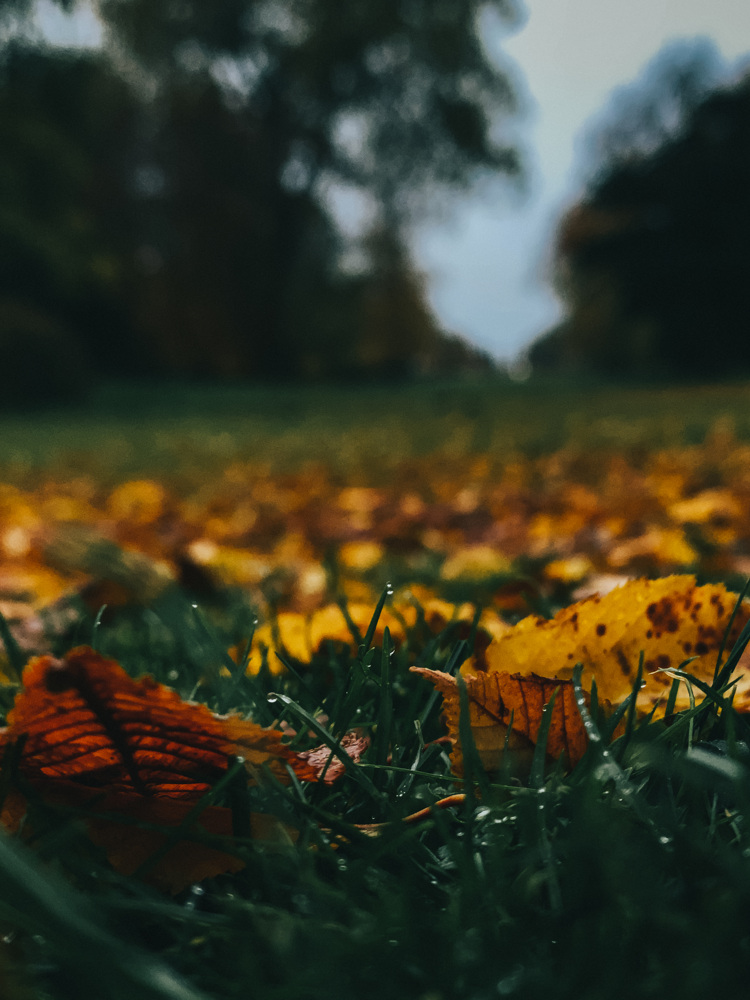 Dewy autumn leaves scattered on grass, with a blurred tree in the
background