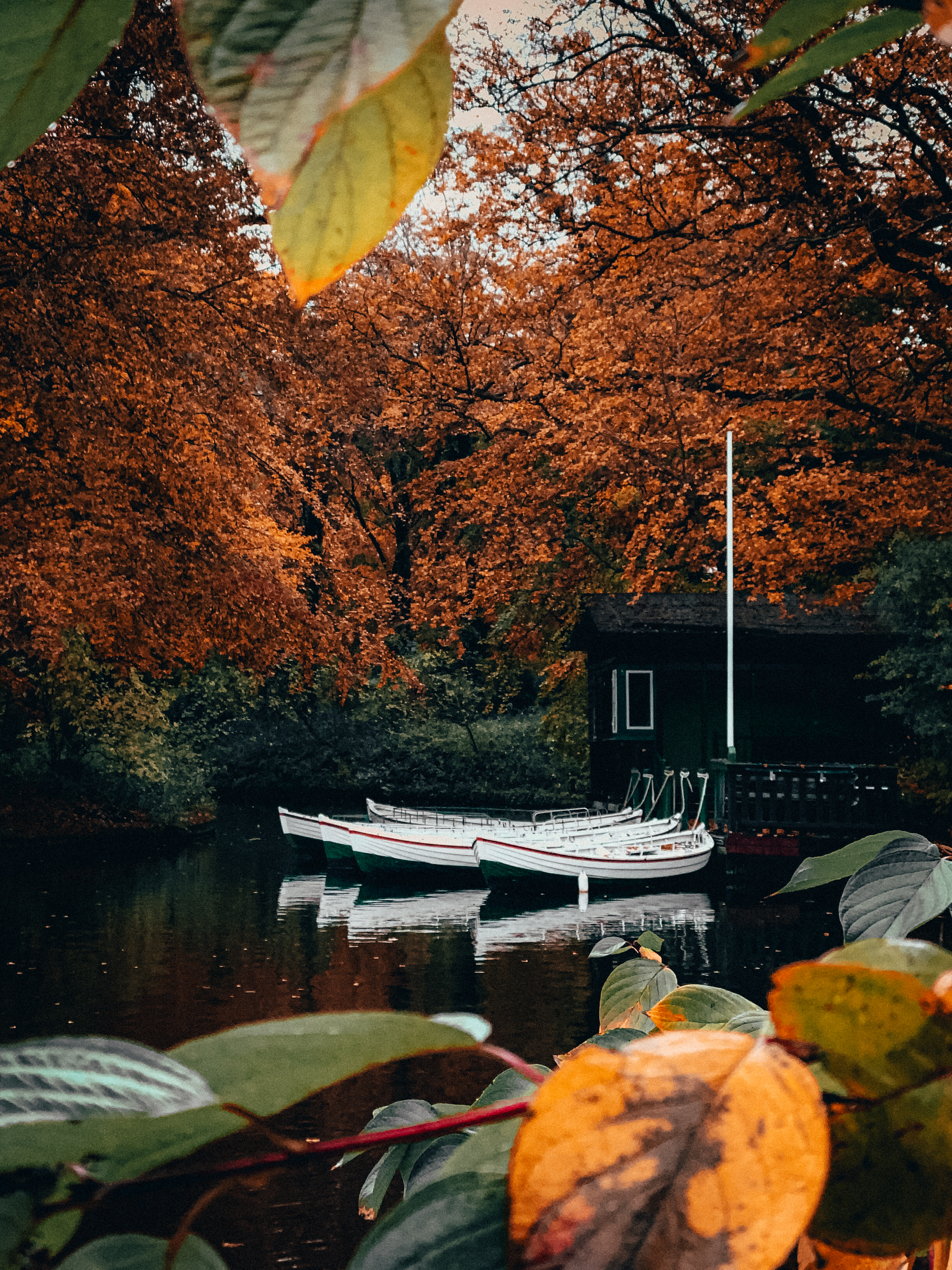 Two white rowboats docked on a calm pond, surrounded by autumn trees and large
leaves in the foreground