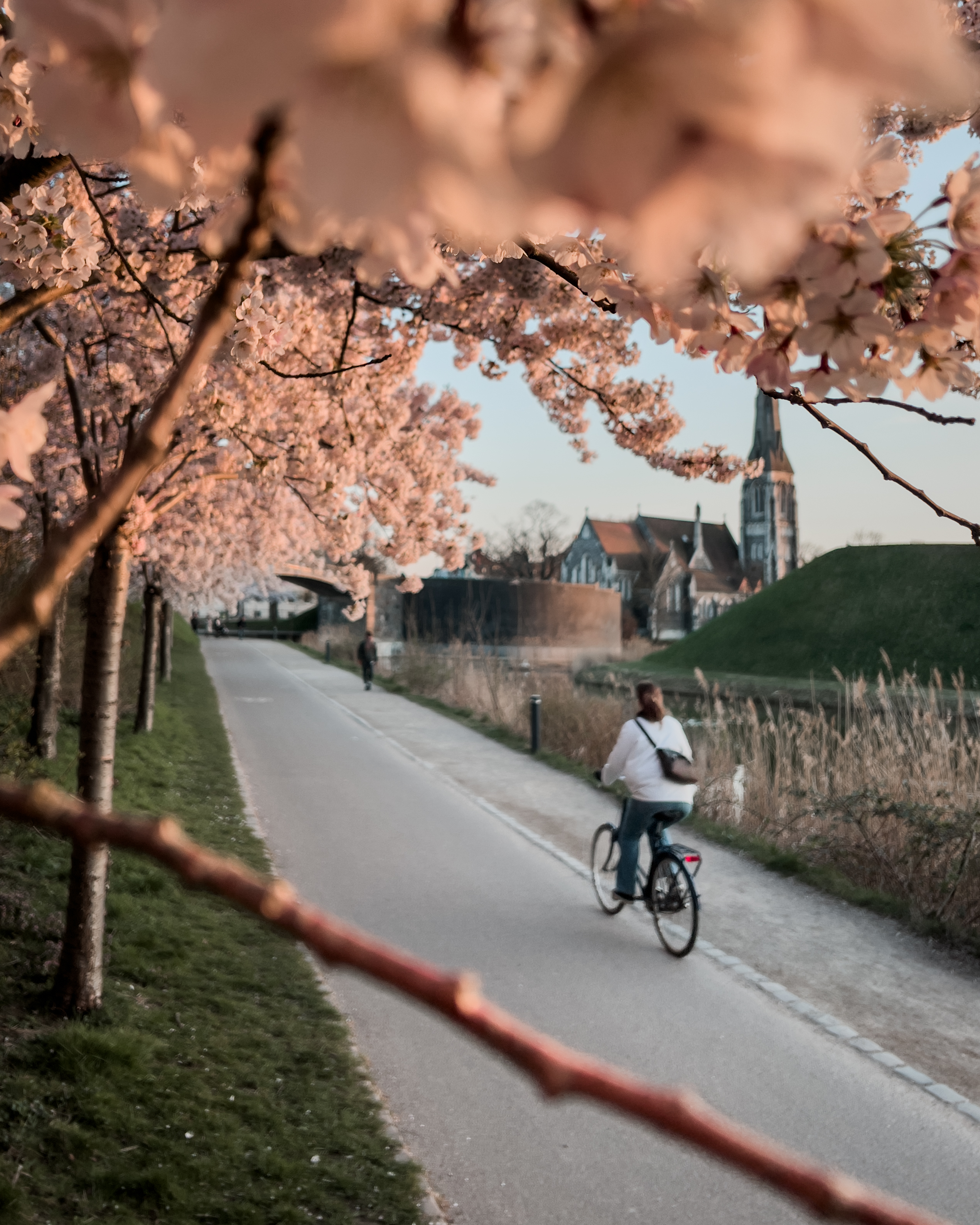 Cyclist riding down a path lined with blooming cherry blossoms, church spire
in the background