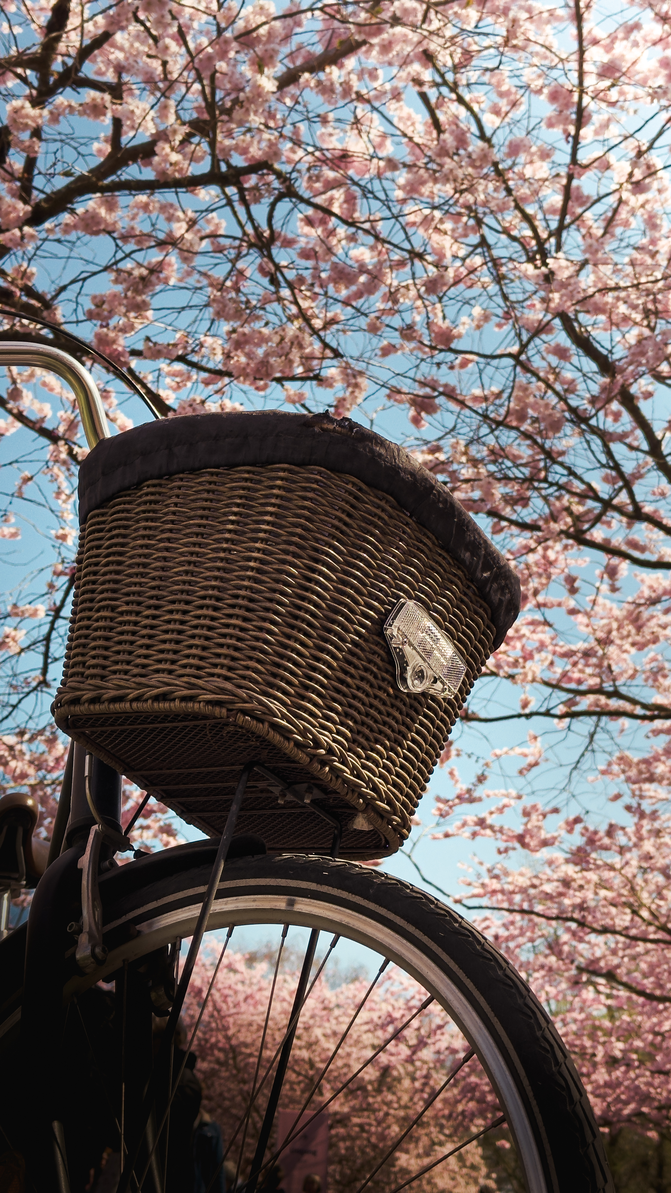 Close-up of a bicycle basket with cherry blossoms in full bloom in the
background