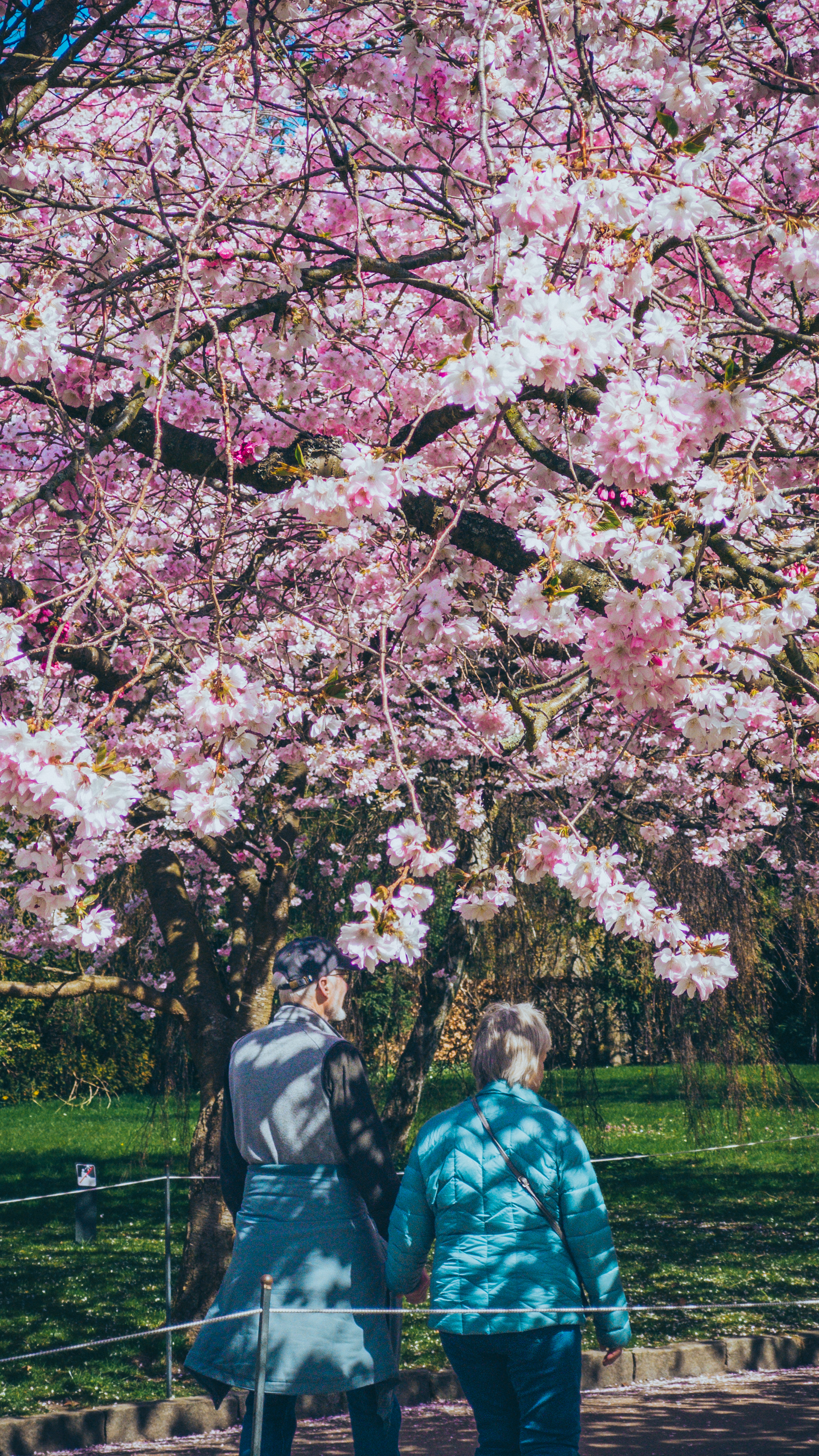 An elderly couple walking hand in hand beneath blooming cherry blossom trees
in a park.