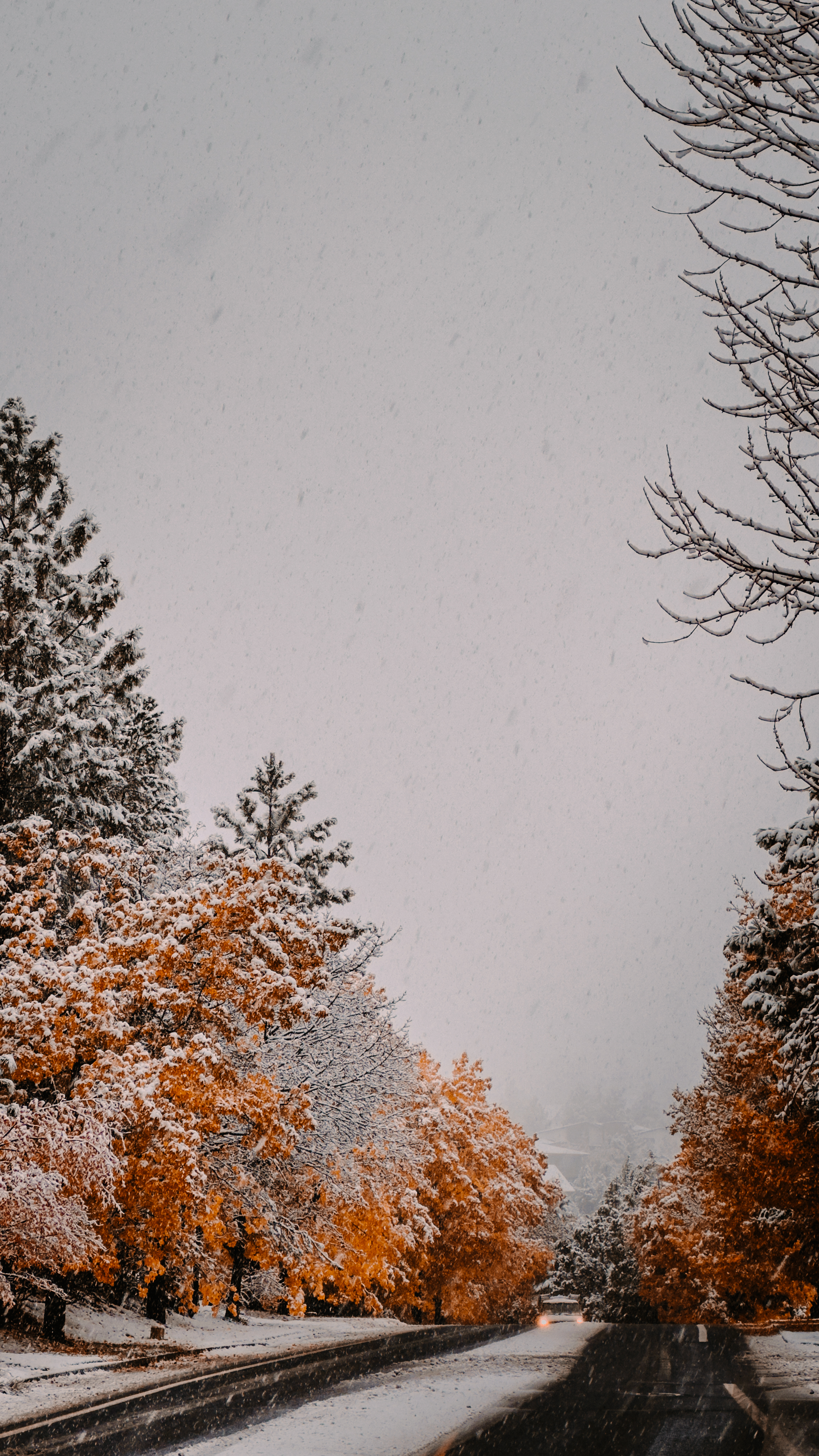 A snowy autumn road lined with trees whose orange leaves are dusted in fresh
snow, with gentle snowfall and a moody, overcast
sky.